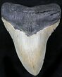 Serrated Megalodon Tooth - North Carolina #26481-1